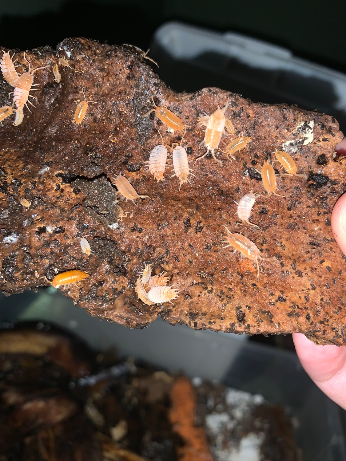 30 Powder Orange Isopod by Creepy Crawly Isopods MorphMarket