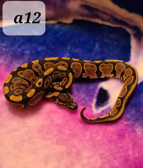 Normal 100% Het Pied Ball Python by Dream Serpents