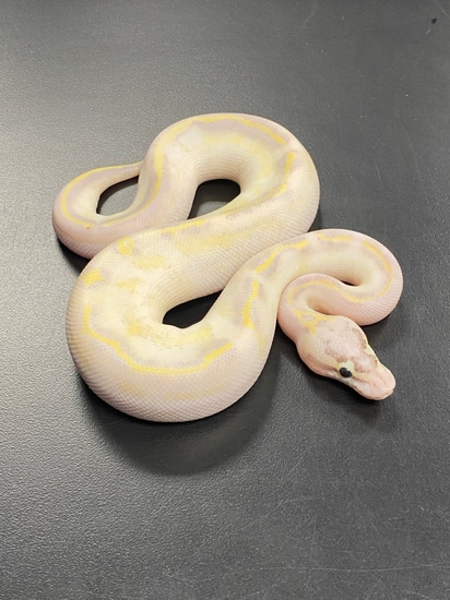 Pastel Phantom Freeway Ball Python by Rock’N Royals
