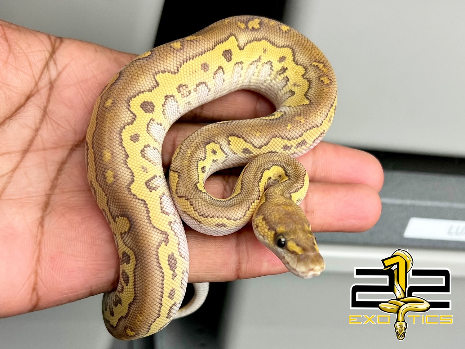 Blackhead Lesser Clown Ball Python by 212 Exotics - MorphMarket