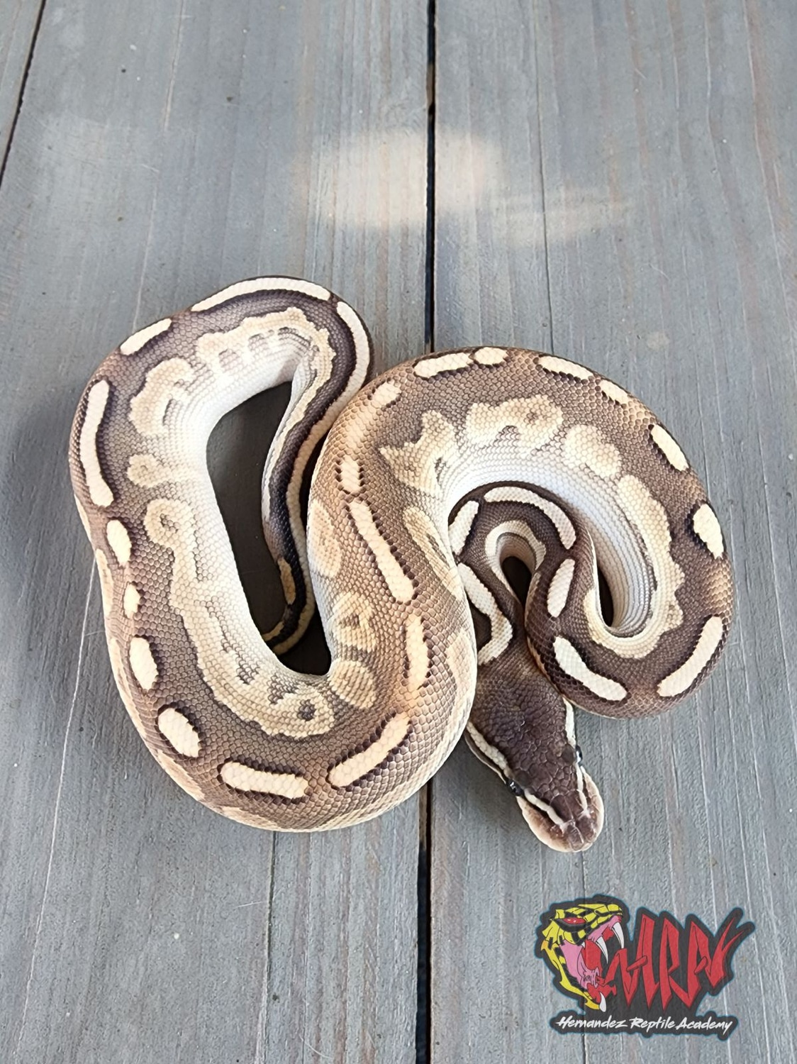 Cinnamon Lesser Yellow Belly Ball Python by Hernandez Reptiles ...