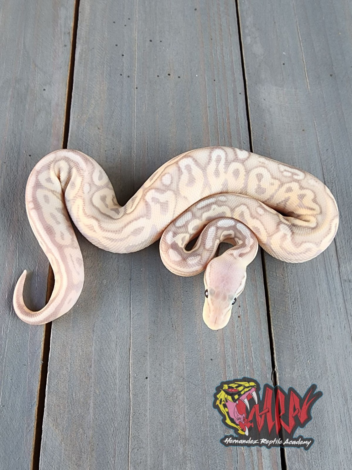 Pewter Banana Ball Python by Hernandez Reptiles MorphMarket