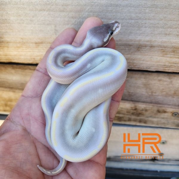Purple Passion Ball Python by Hernandez Reptiles - MorphMarket