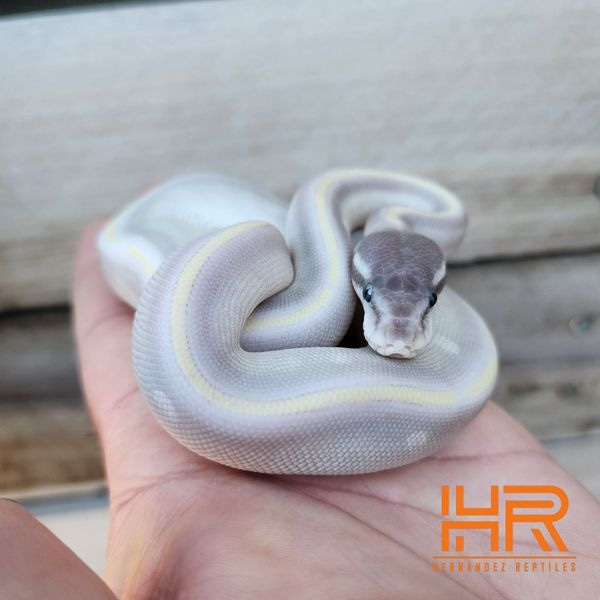 Purple Passion Ball Python by Hernandez Reptiles - MorphMarket