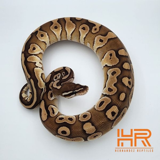 Group Of 4 Ultramel Project Ball Python by Hernandez Reptiles