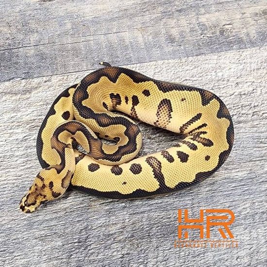Fire Leopard Clown Ball Python by Hernandez Reptiles
