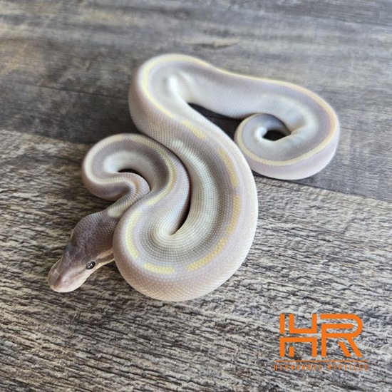 Purple Passion Ball Python by Hernandez Reptiles