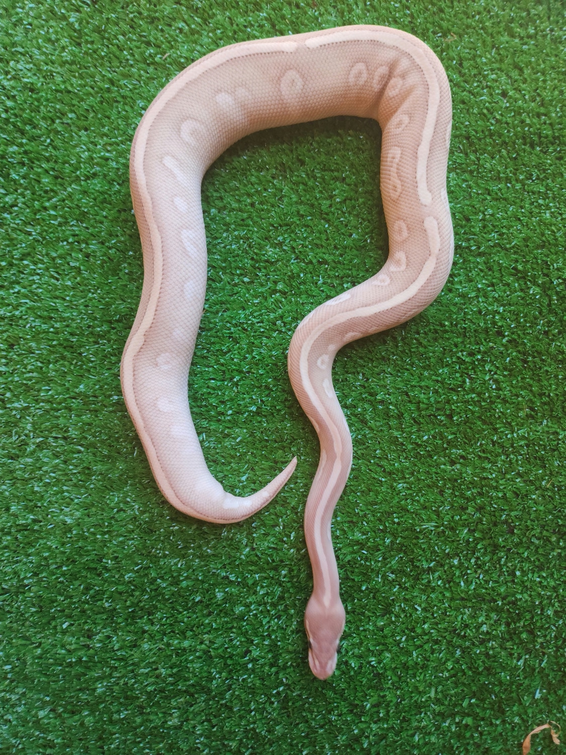 Banana Purple Passion Ball Python by Fusion Morphs - MorphMarket
