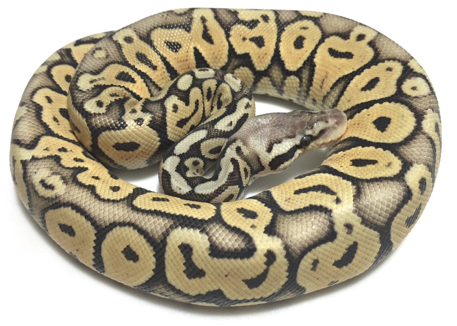 Super Pastel Het Red Axanthic Ball Python by Ivory Exotics - MorphMarket