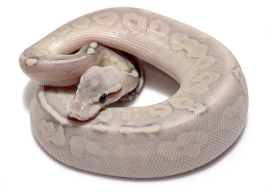 Butter Sterling Ball Python by Ivory Exotics