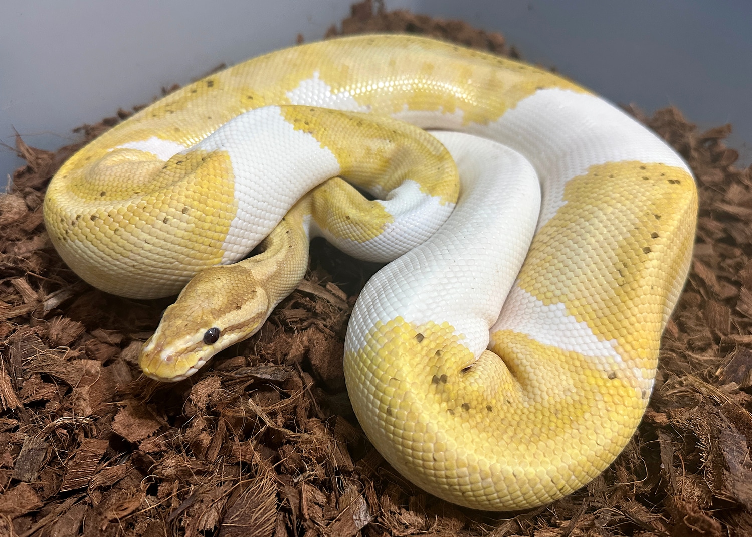 Banana Pied Ball Python by Ivory Exotics - MorphMarket