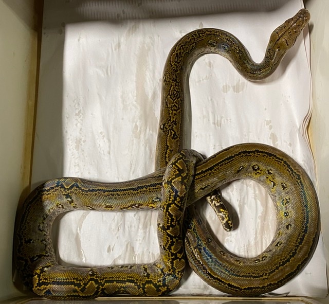 Marble Citrus Het Albino Reticulated Python by In Your Face Exotix ...