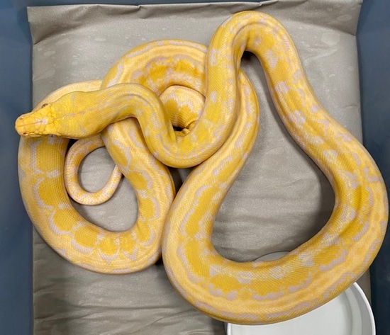 Lavender Platinum Marble#1 Reticulated Python by In Your Face Exotix