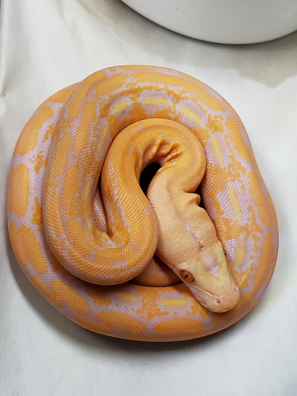 Dwarf Citrus Albino Tiger #1 Reticulated Python by In Your Face Exotix ...