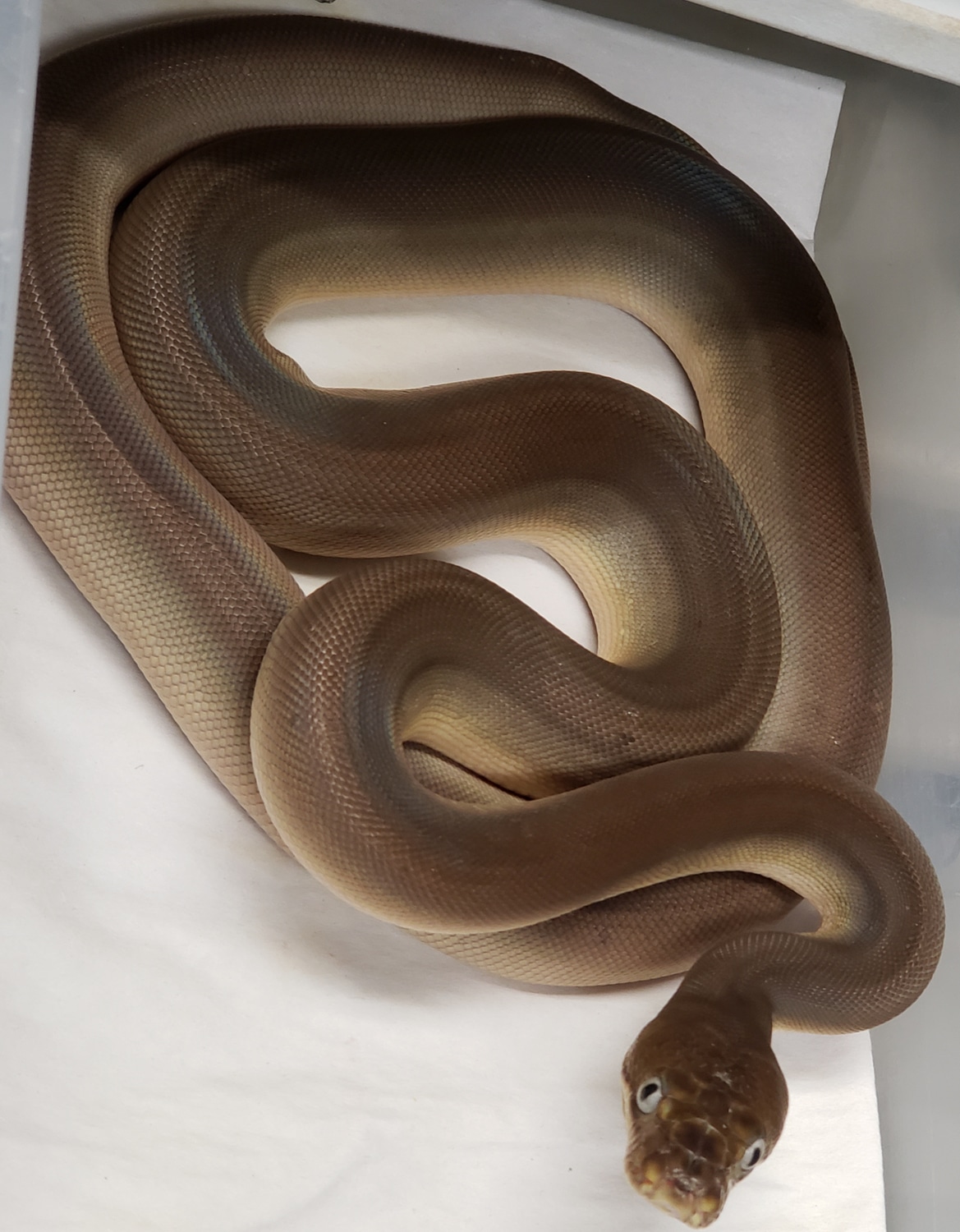 Phantom Motley GC Tiger Het Purple Reticulated Python by In Your Face ...