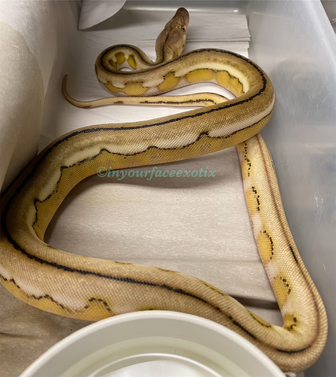 Platinum Tiger Reticulated Python by In Your Face Exotix - MorphMarket