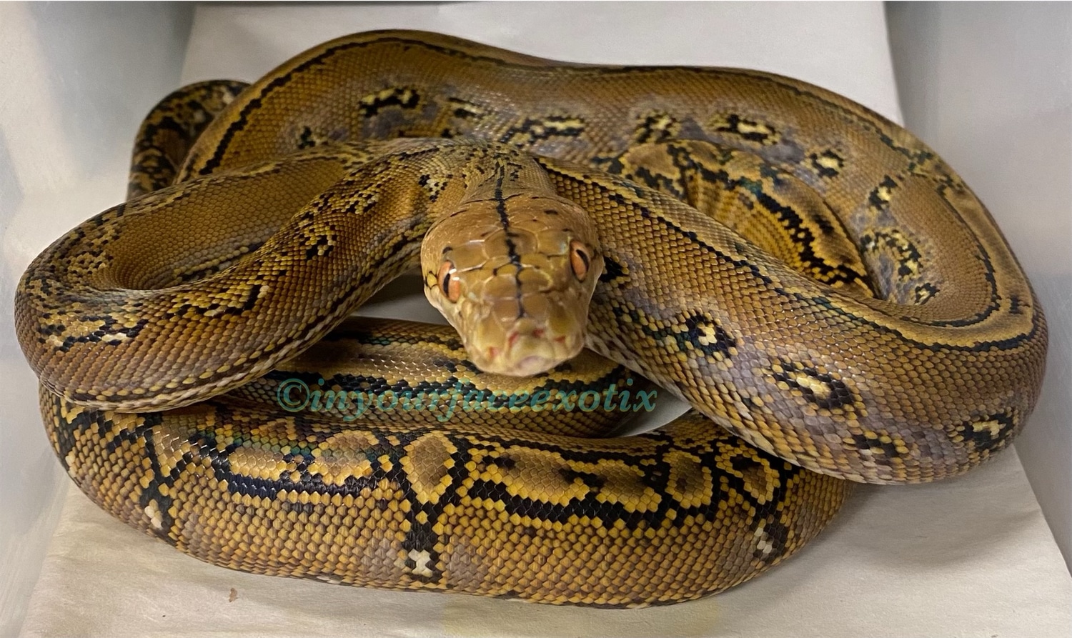 Dwarf Marble Citrus Het Albino Reticulated Python by In Your Face ...