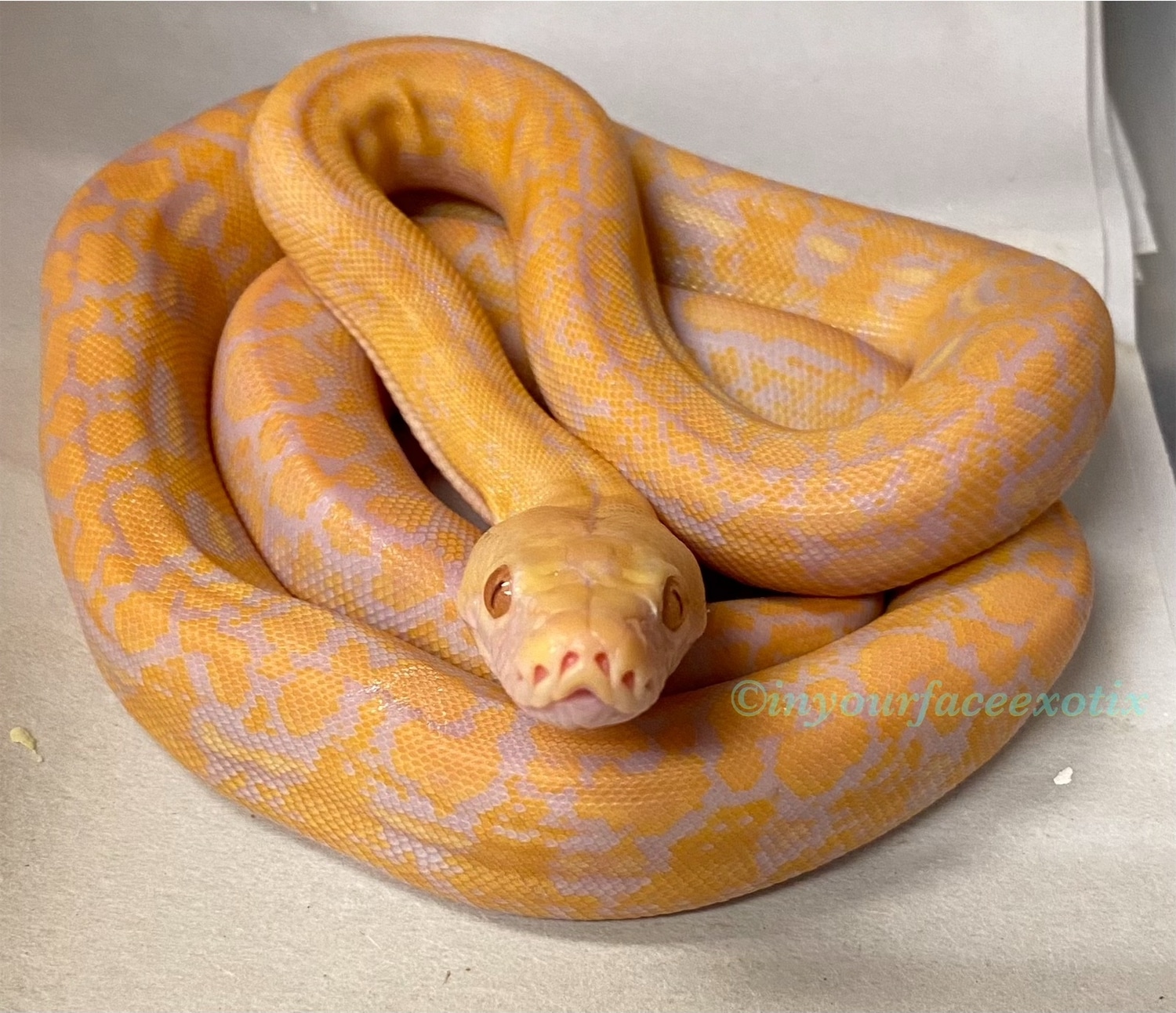 Dwarf Citrus Marble Albino Tiger#1 Reticulated Python by In Your Face ...