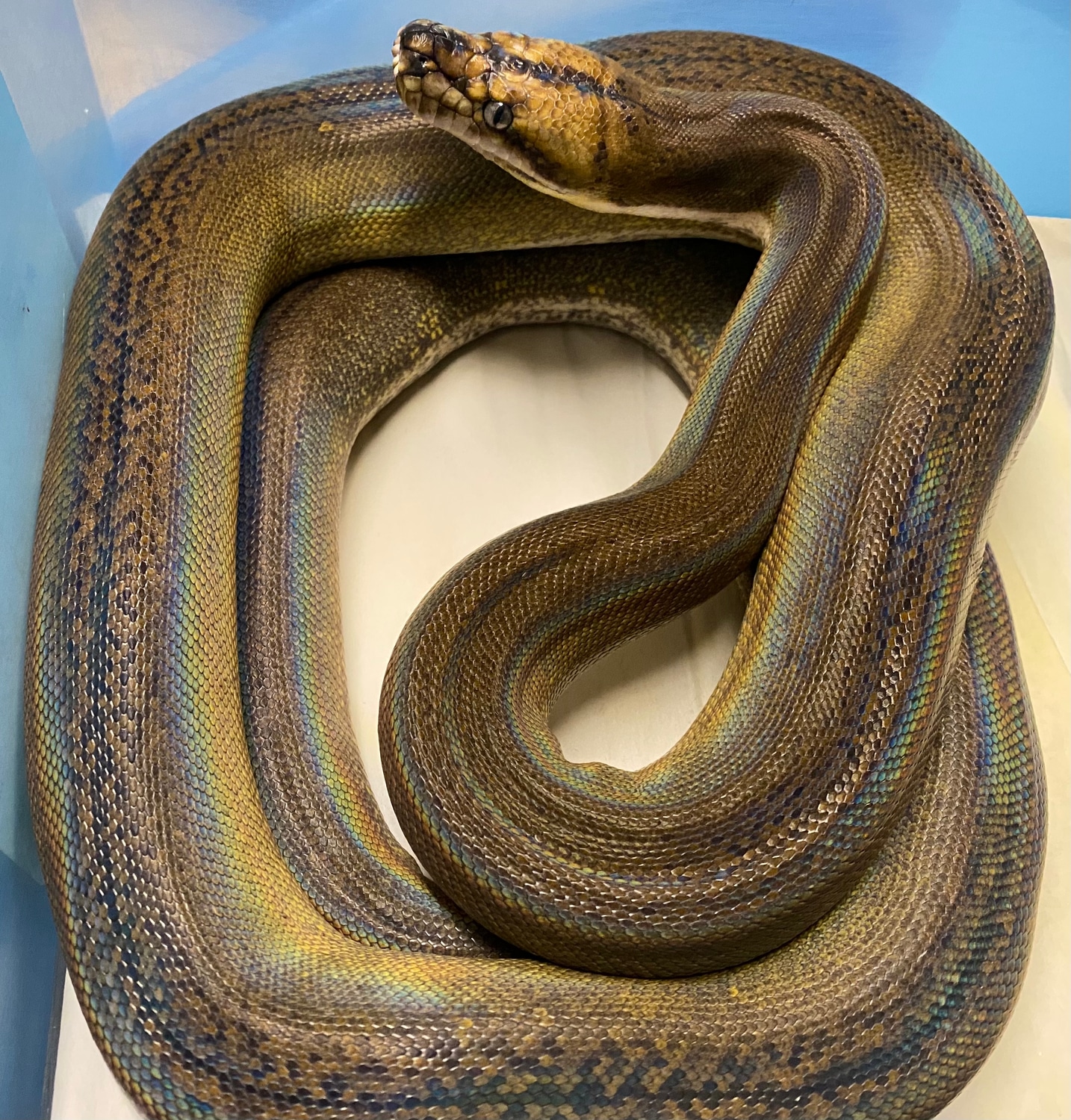 Platinum Motley Goldenchild Tiger Reticulated Python by In Your Face ...