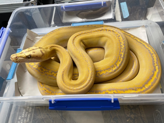 Purple Motley Goldenchild Reticulated Python by In Your Face Exotix
