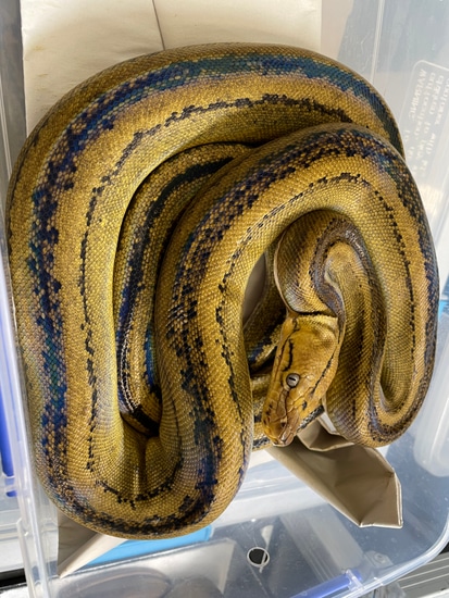 Platinum GCT 3 Reticulated Python by In Your Face Exotix