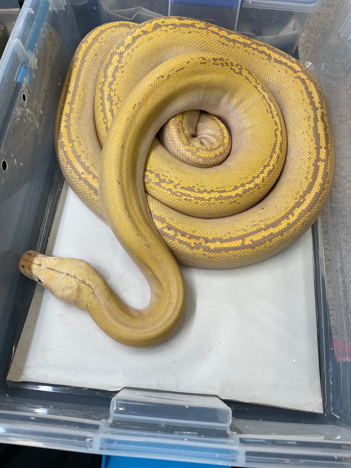Albino Citrus Goldenchild Reticulated Python by In Your Face Exotix ...