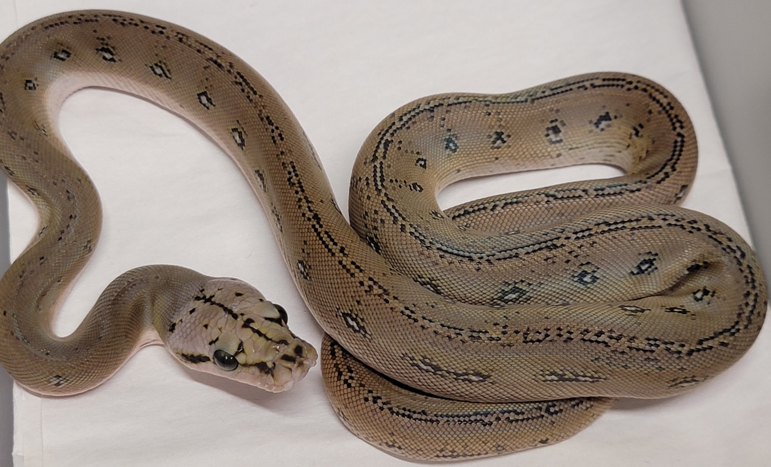 Citrus Motley Anthrax Het Mocha/Albino Reticulated Python by In Your ...
