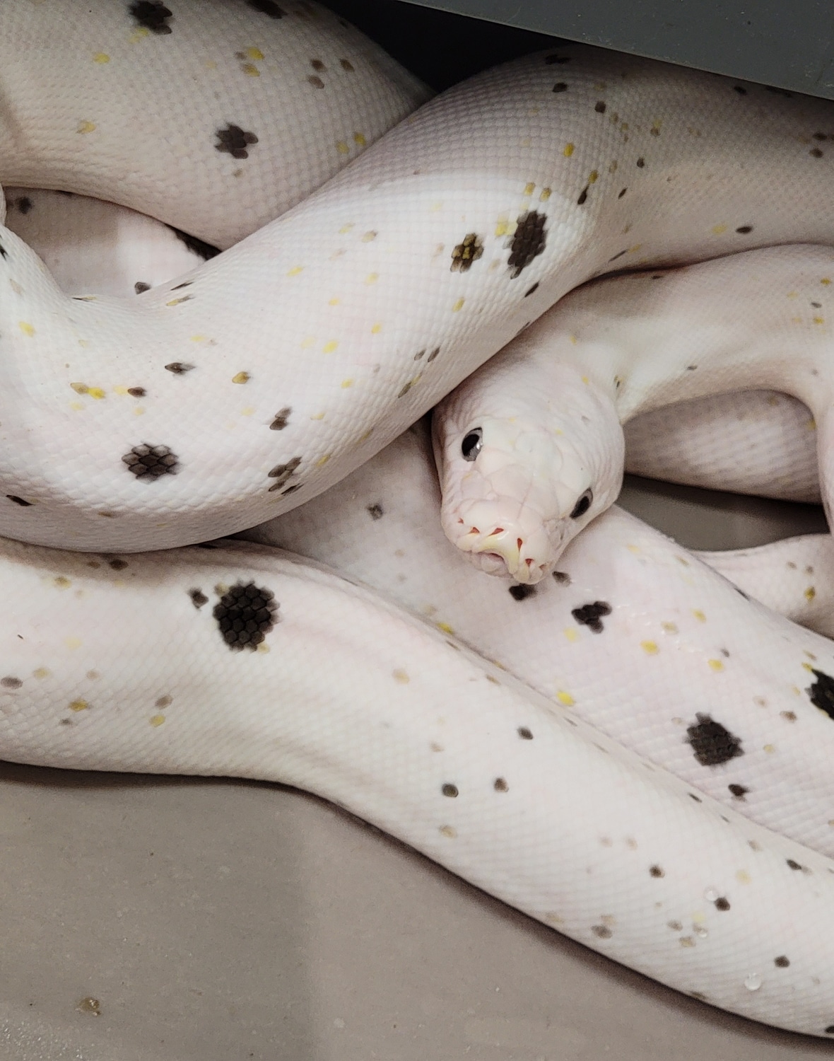 Cow Reticulated Python by In Your Face Exotix - MorphMarket