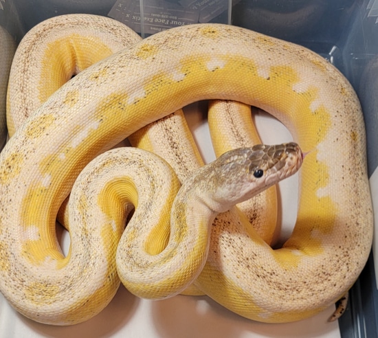 Titanium Royal Python Ultra Het Titanium Reticulated Python by In Your Face Exotix