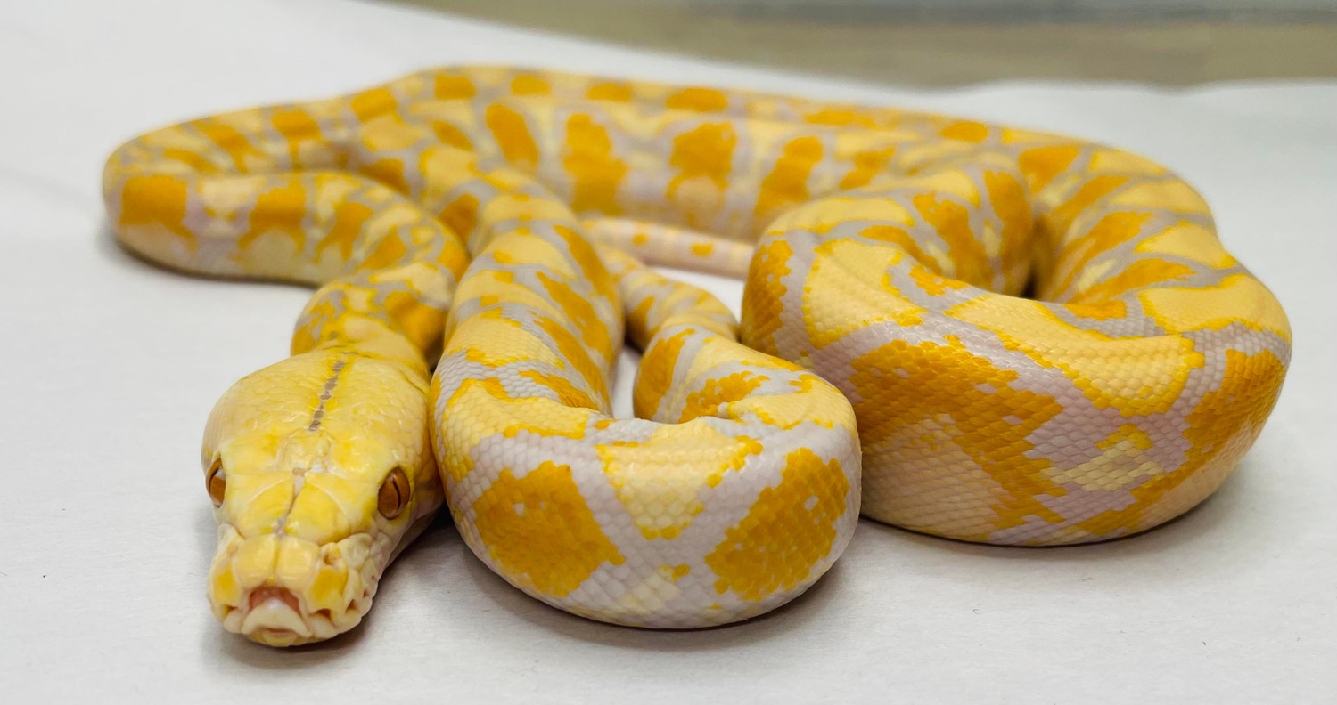 Lavender Graniteback Het Genetic Stripe Reticulated Python by In Your ...