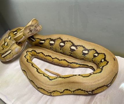 Platinum Motley Tiger Reticulated Python by Moes retics - MorphMarket