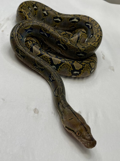 Citrus Graniteback Het Albino Or Mocha Reticulated Python by In Your ...