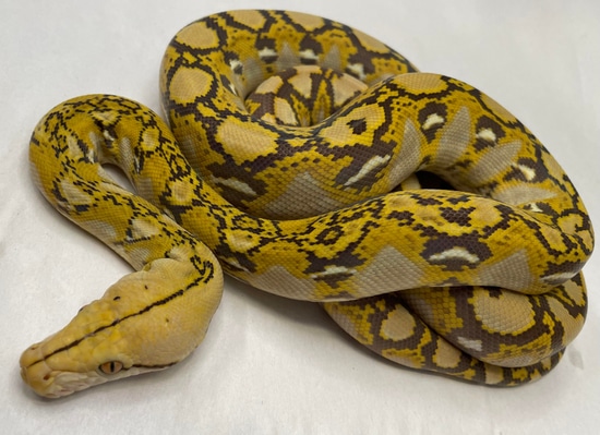Citrus Mochino Graniteback Reticulated Python by In Your Face Exotix