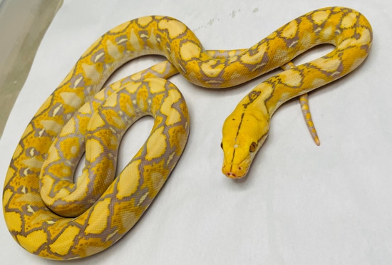Citrus Albino Graniteback Reticulated Python by In Your Face Exotix