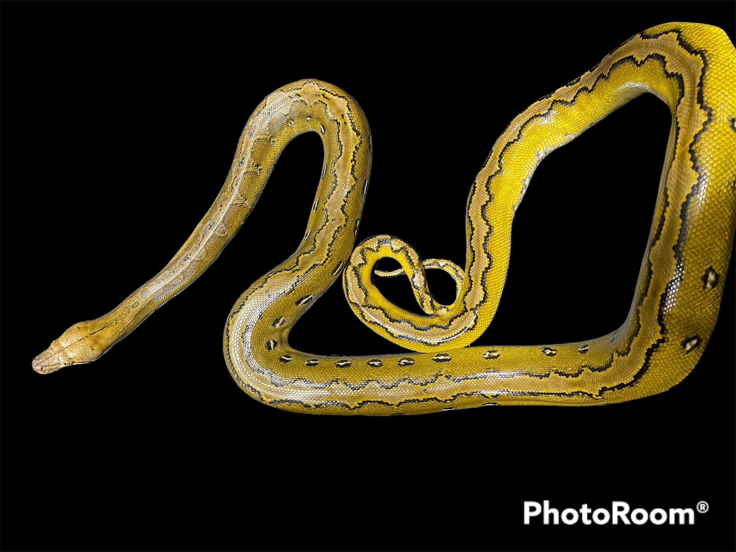 Platinum Marble Sunfire Reticulated Python by In Your Face Exotix ...
