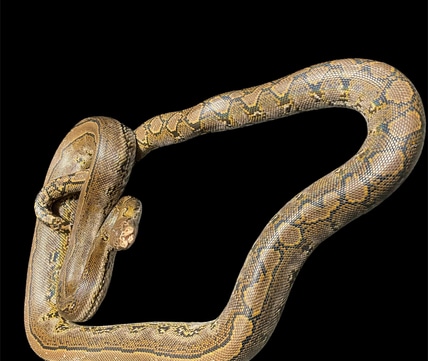 Free Shipping!!! Platinum Marble Reticulated Python by In Your Face ...