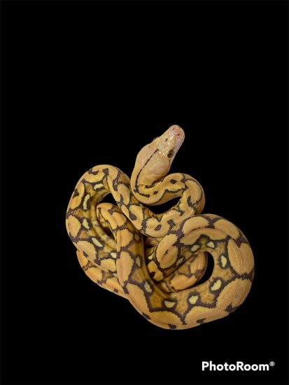 Orange Glow Sunfire Reticulated Python by In Your Face Exotix