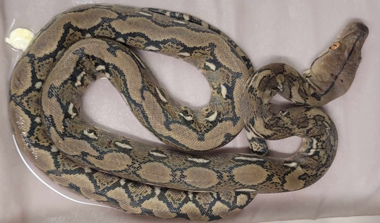 Normal Het Genetic Stripe Reticulated Python by In Your Face Exotix