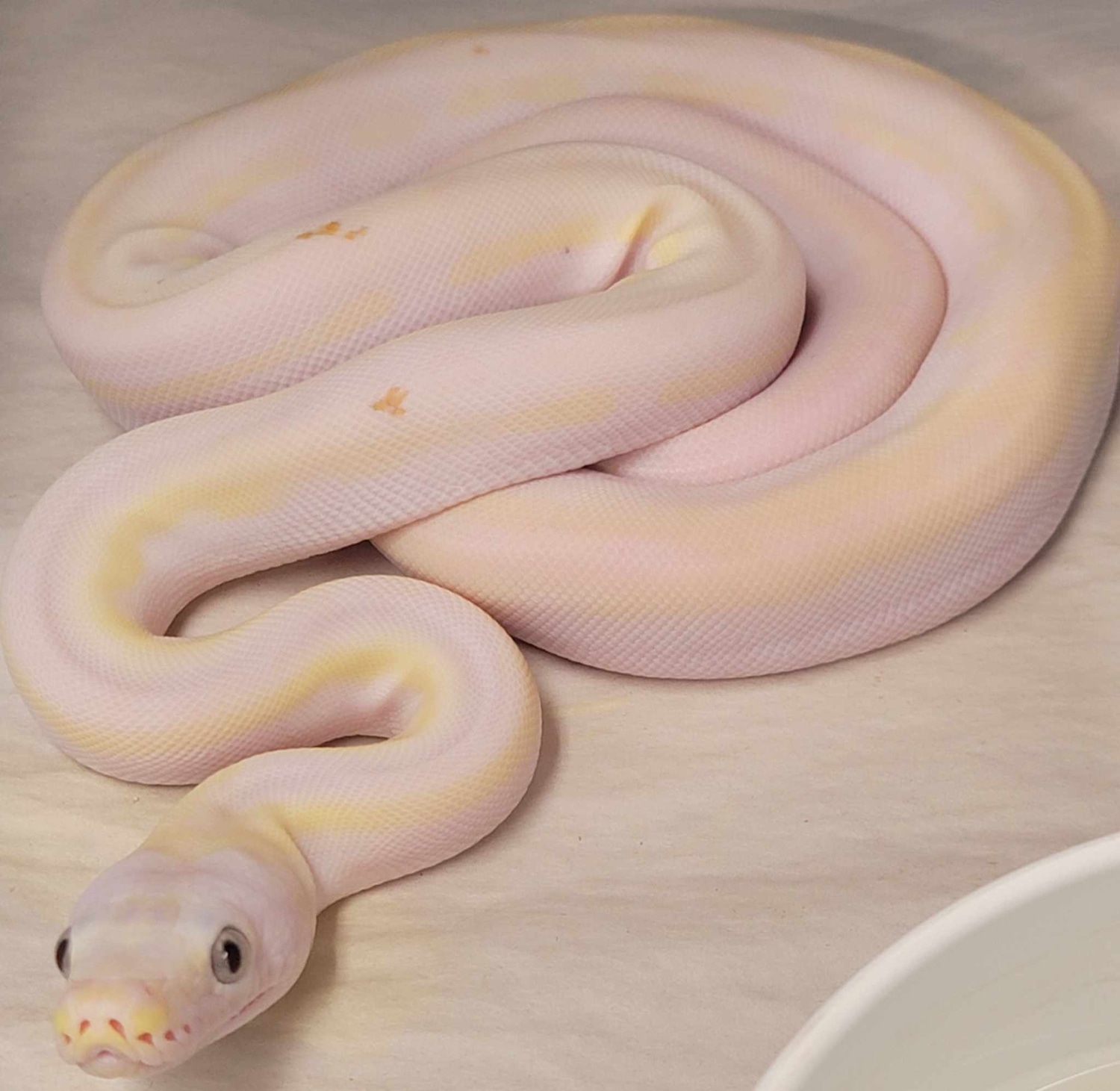 Cow Het Purple Reticulated Python by In Your Face Exotix - MorphMarket