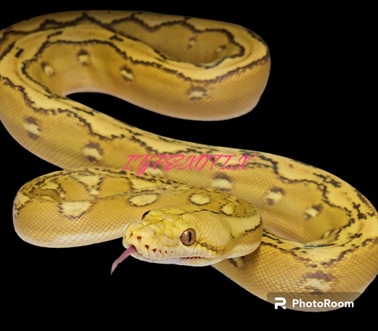 Orangeglow Phantom Sunfire Reticulated Python by In Your Face Exotix