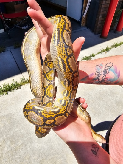 Blue Hypo- FREE SHIPPING Reticulated Python by In Your Face Exotix