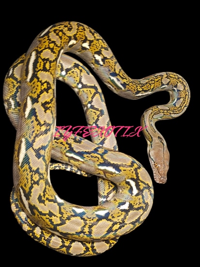 Normal Het Hypo Reticulated Python by In Your Face Exotix