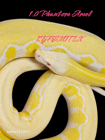 Amel Platinum Tiger Reticulated Python by In Your Face Exotix