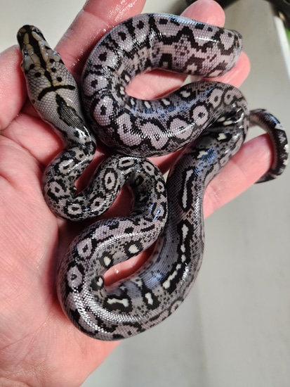 Ocelot 66% Het Purple Or Albino Reticulated Python by Izzy's Exotics