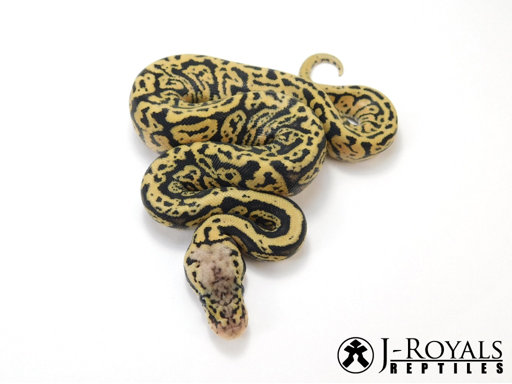 Acid Super Pastel Spotnose Pos YB Ball Python by J-Royals Reptiles ...