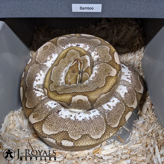Bamboo Ball Python by J-Royals Reptiles