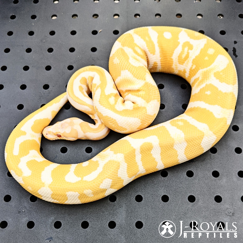 Albino Acid Calico Enchi? Ball Python by J-Royals Reptiles - MorphMarket