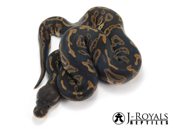 Acid Calico Ball Python Acid BlkPastel Calico Het. Albino Ball Python by J-Royals Reptiles