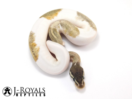 Pastel Mystic Pied Het TSK Ax Ball Python by J-Royals Reptiles