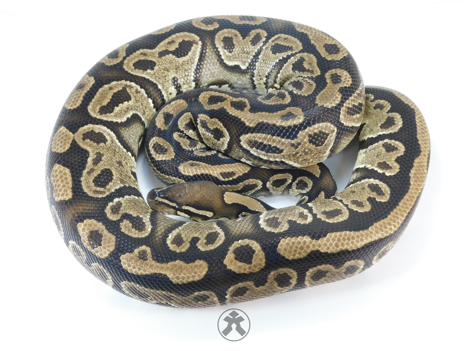 Blitz Granite Ball Python by J-Royals Reptiles - MorphMarket